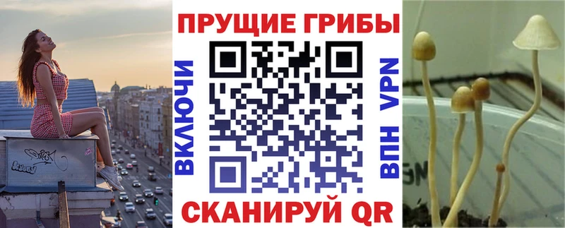 как найти   OMG ССЫЛКА  Псилоцибиновые грибы Psilocybine cubensis  Гусиноозёрск 